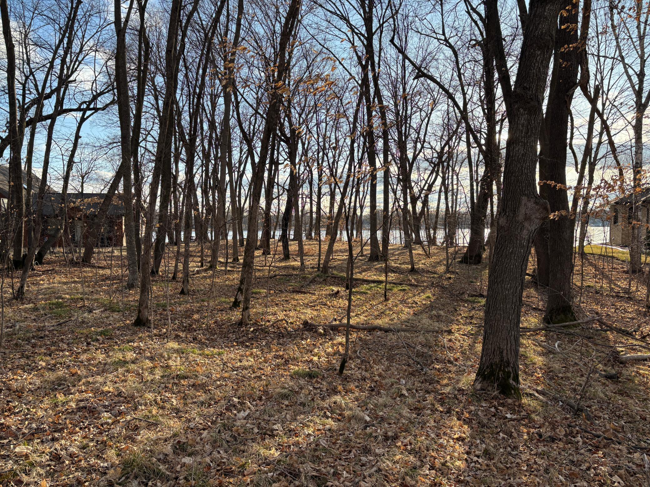 Mature Shade Trees.JPG