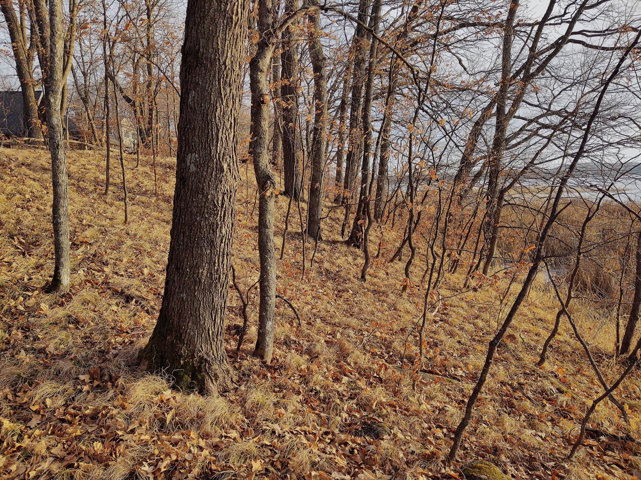 Gentle Elevation To The Lake.jpg