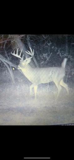 Trail cam