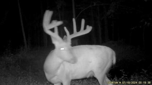Trail cam