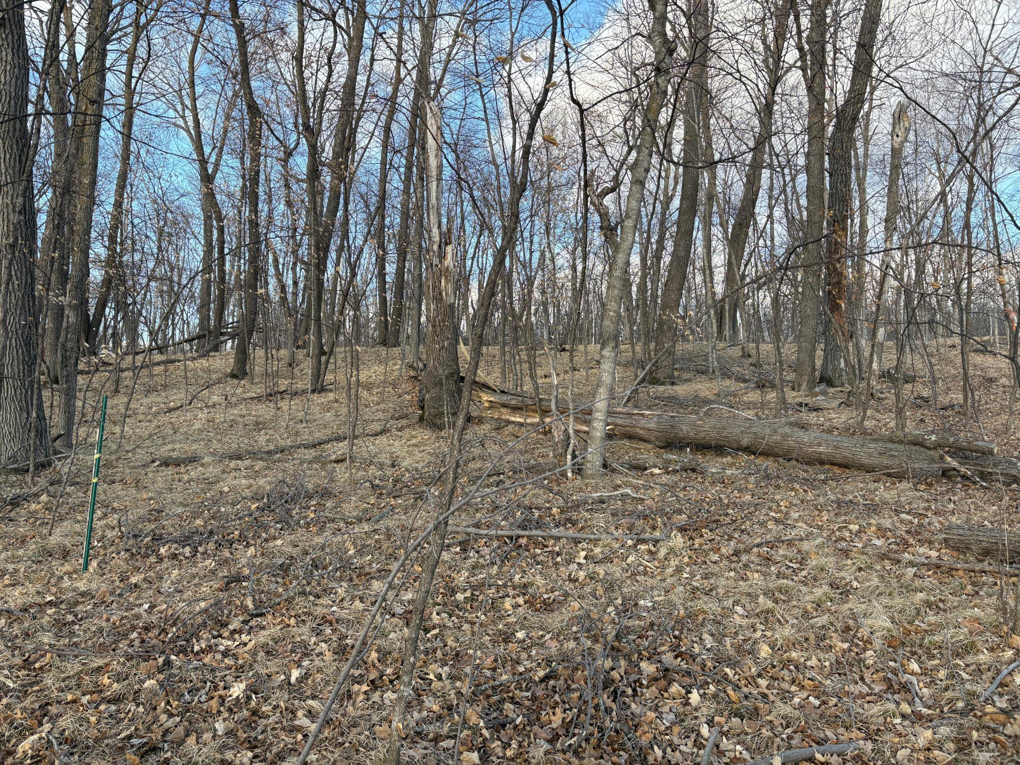 Mature Shade Trees.JPG