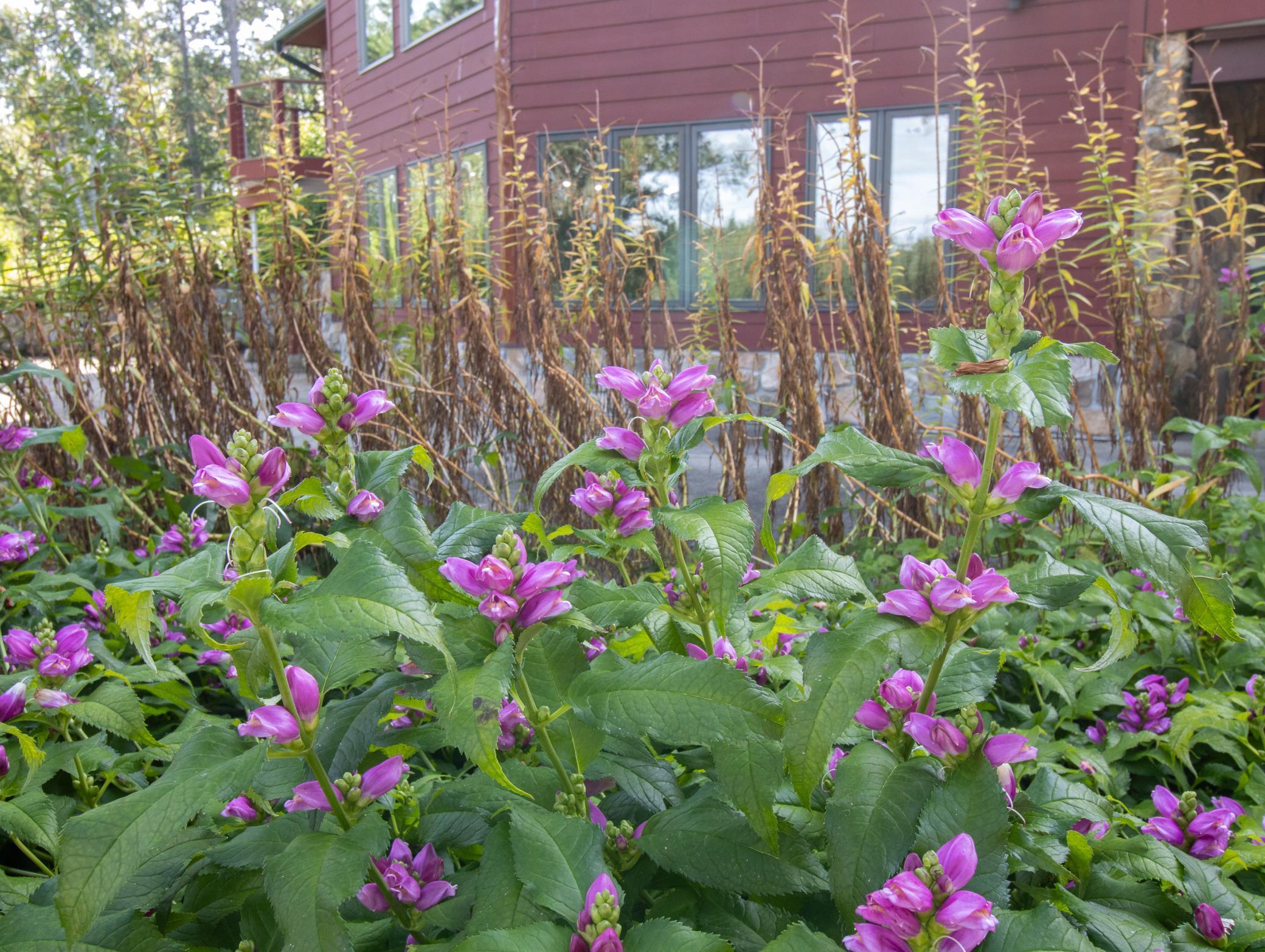 Park Rapids Exterior-49.jpg