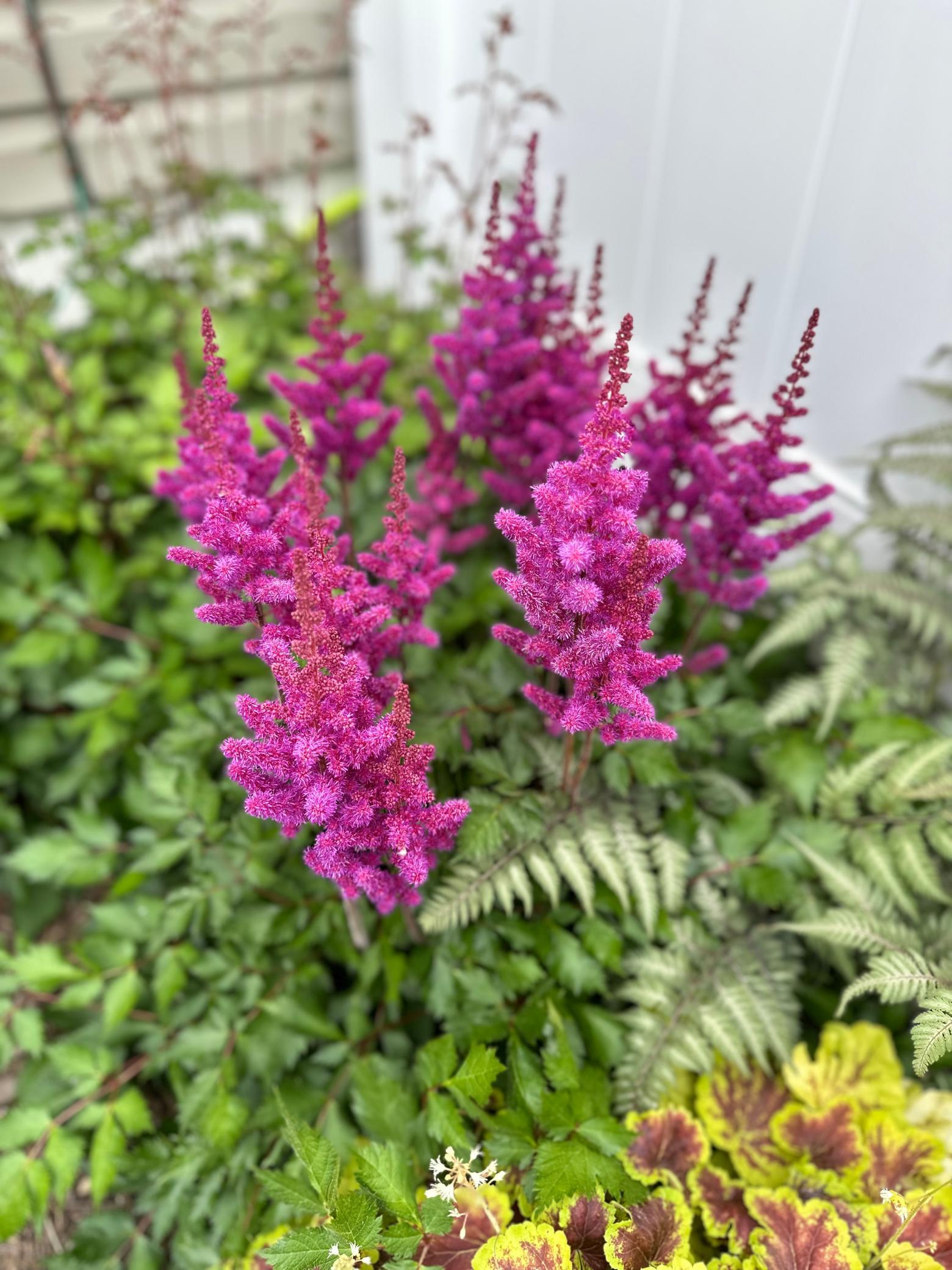 A peak at your stunning landscaping.........
