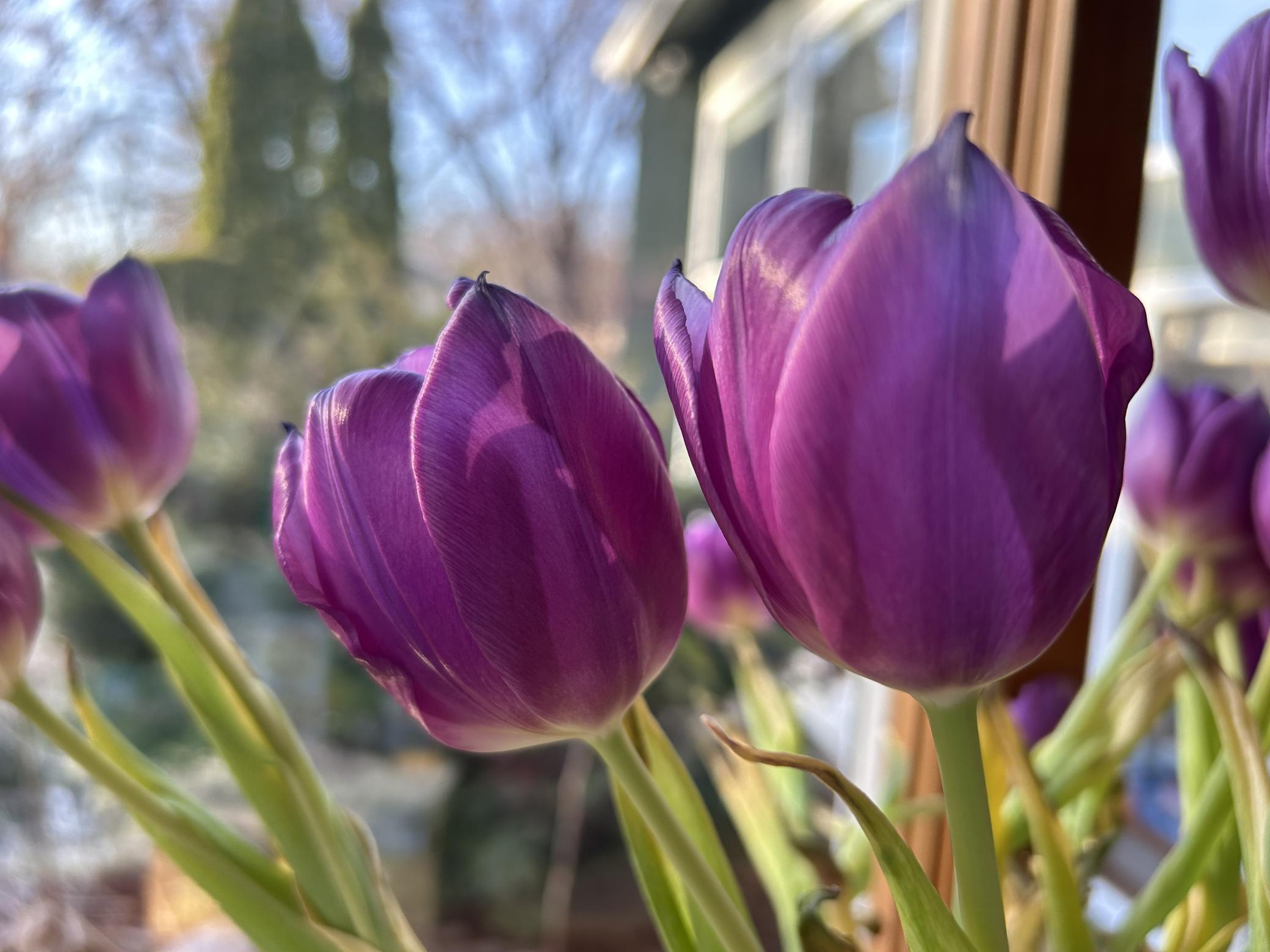 Flowers in the garden