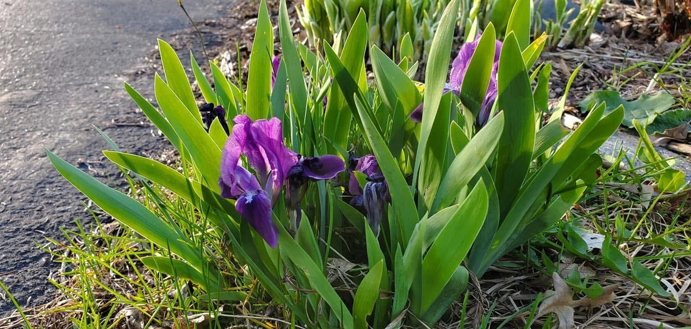 Spring Time