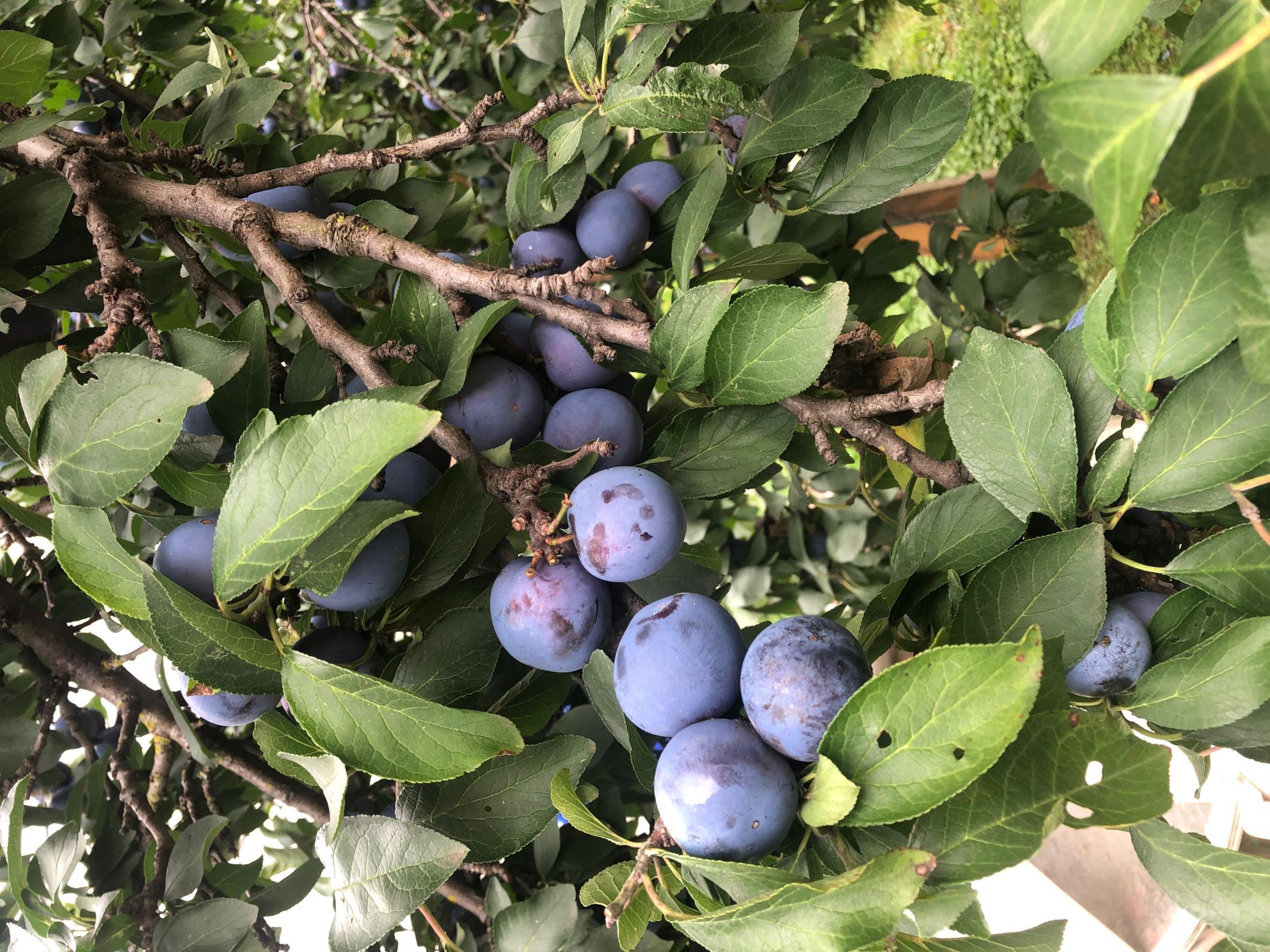 The plum Tree has been producing 4 bushels of plums per year.