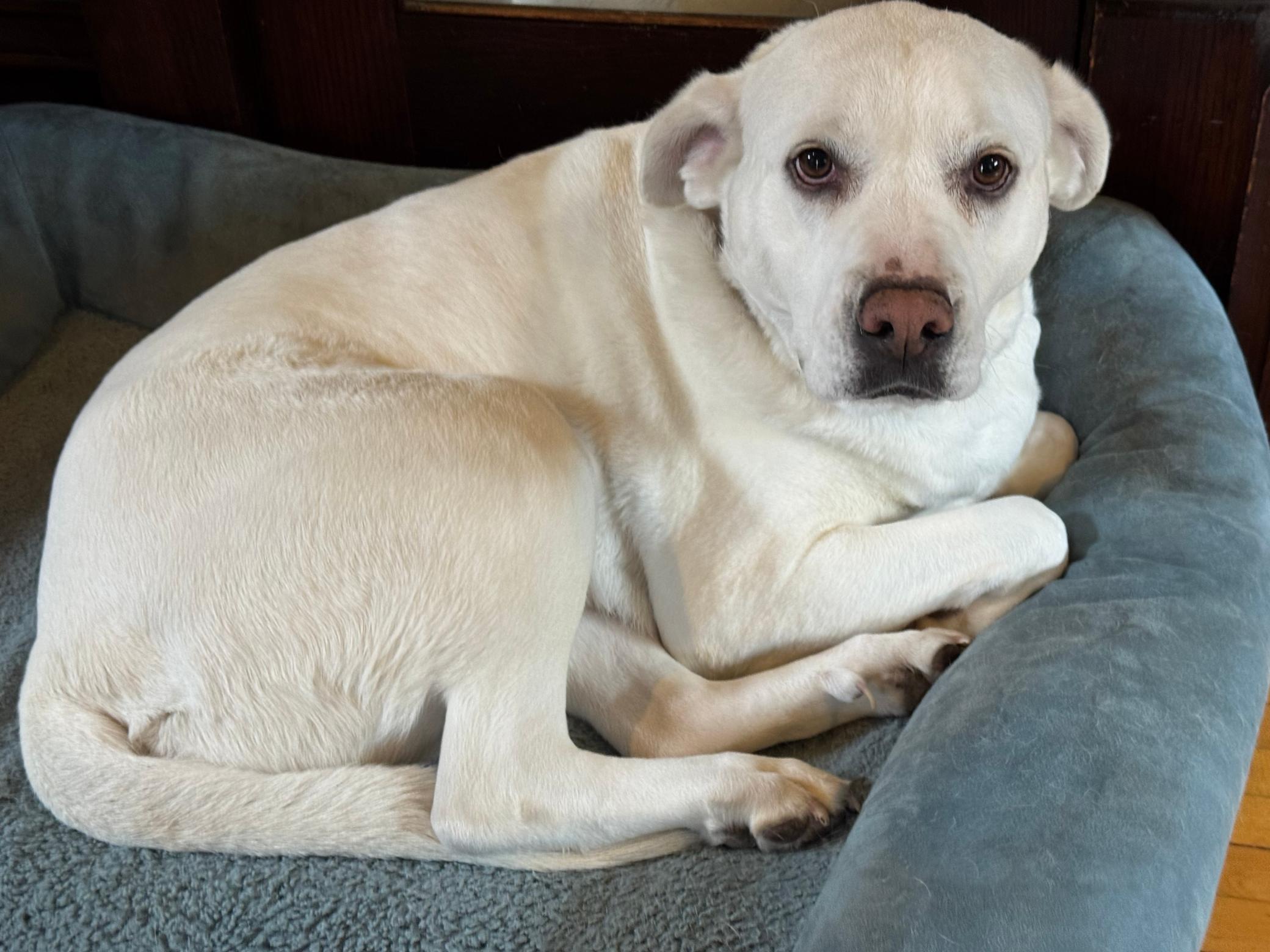 Very sweet dog, Ruth may be home at the time of your showing