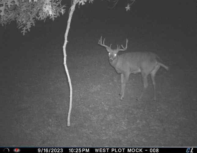 Trail Camera 7.jpeg