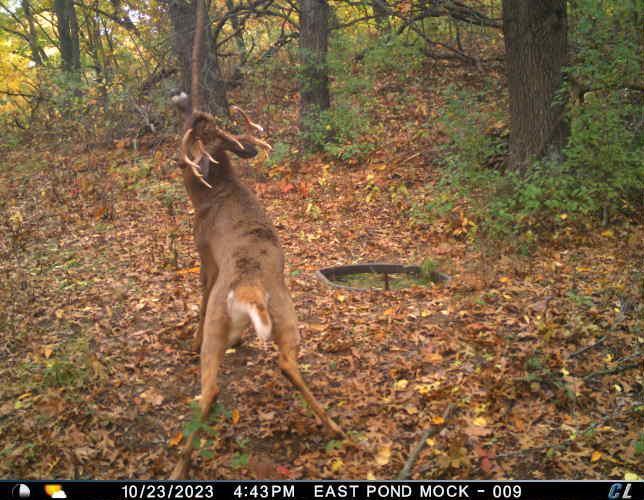 Trail Camera 4.jpeg