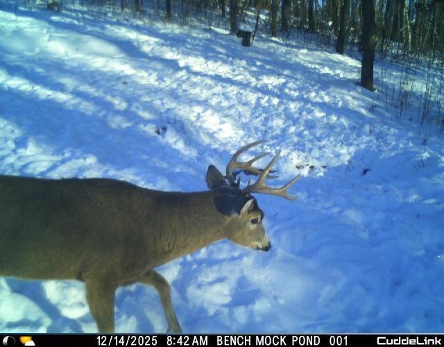 Trail Camera 8.jpeg