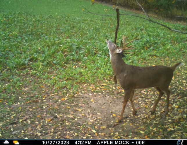 Trail Camera 5.jpeg