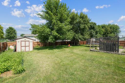 Summertime photo--large trees!