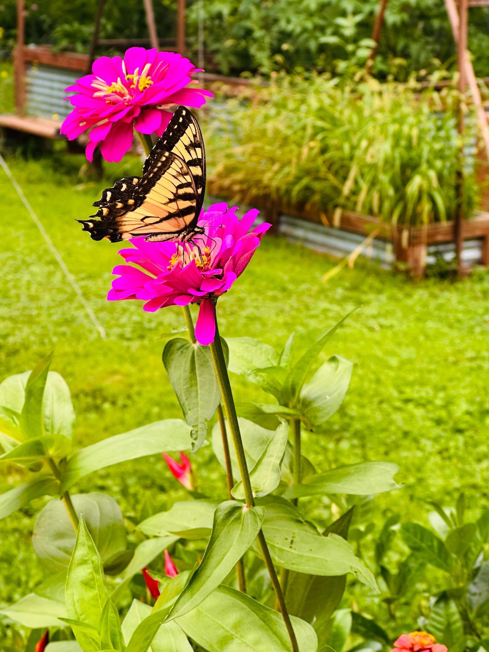 Stunning perennial gardens bring in lots of wild life.