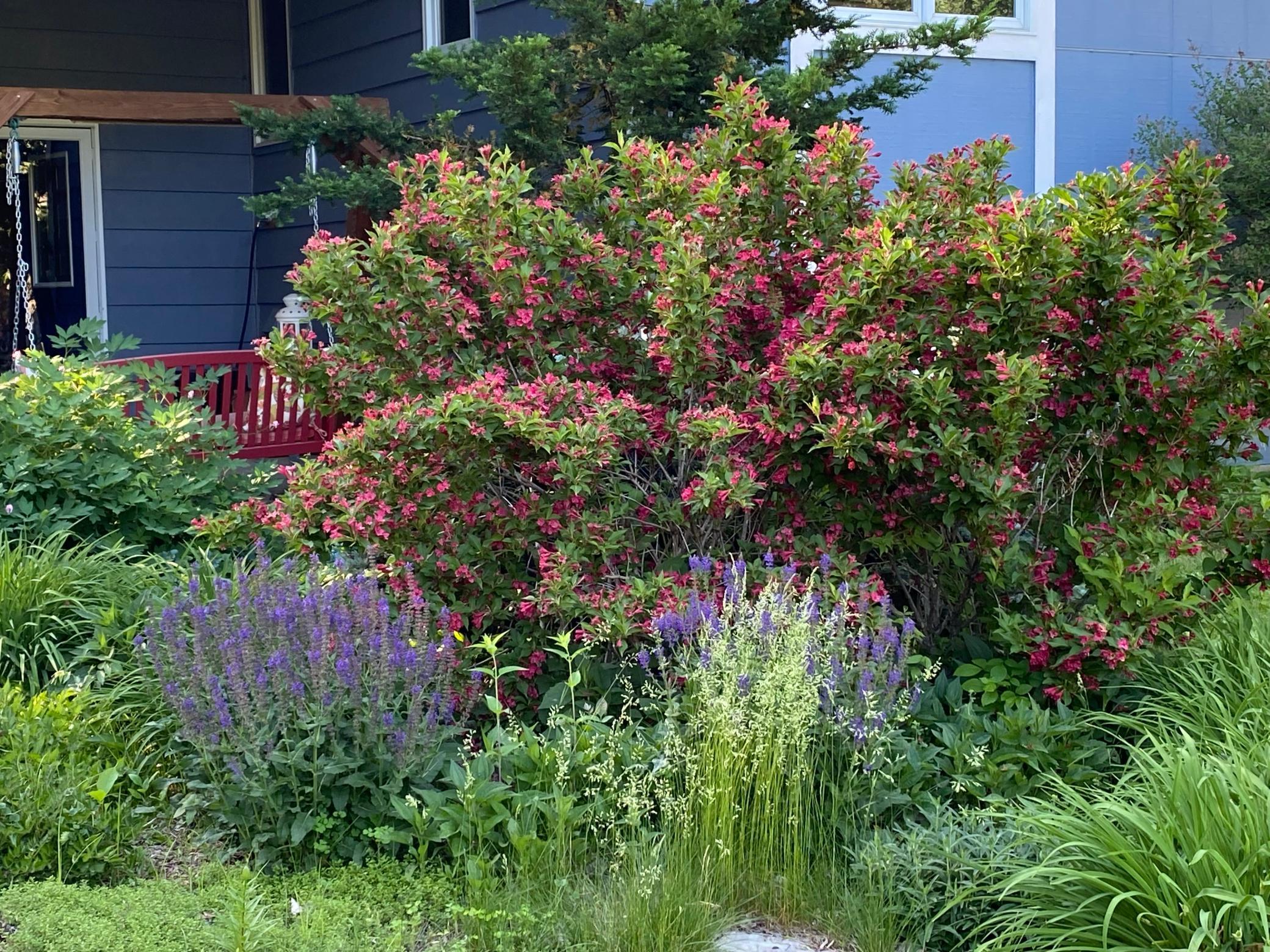 Beautiful perennial gardens throughout the yard.