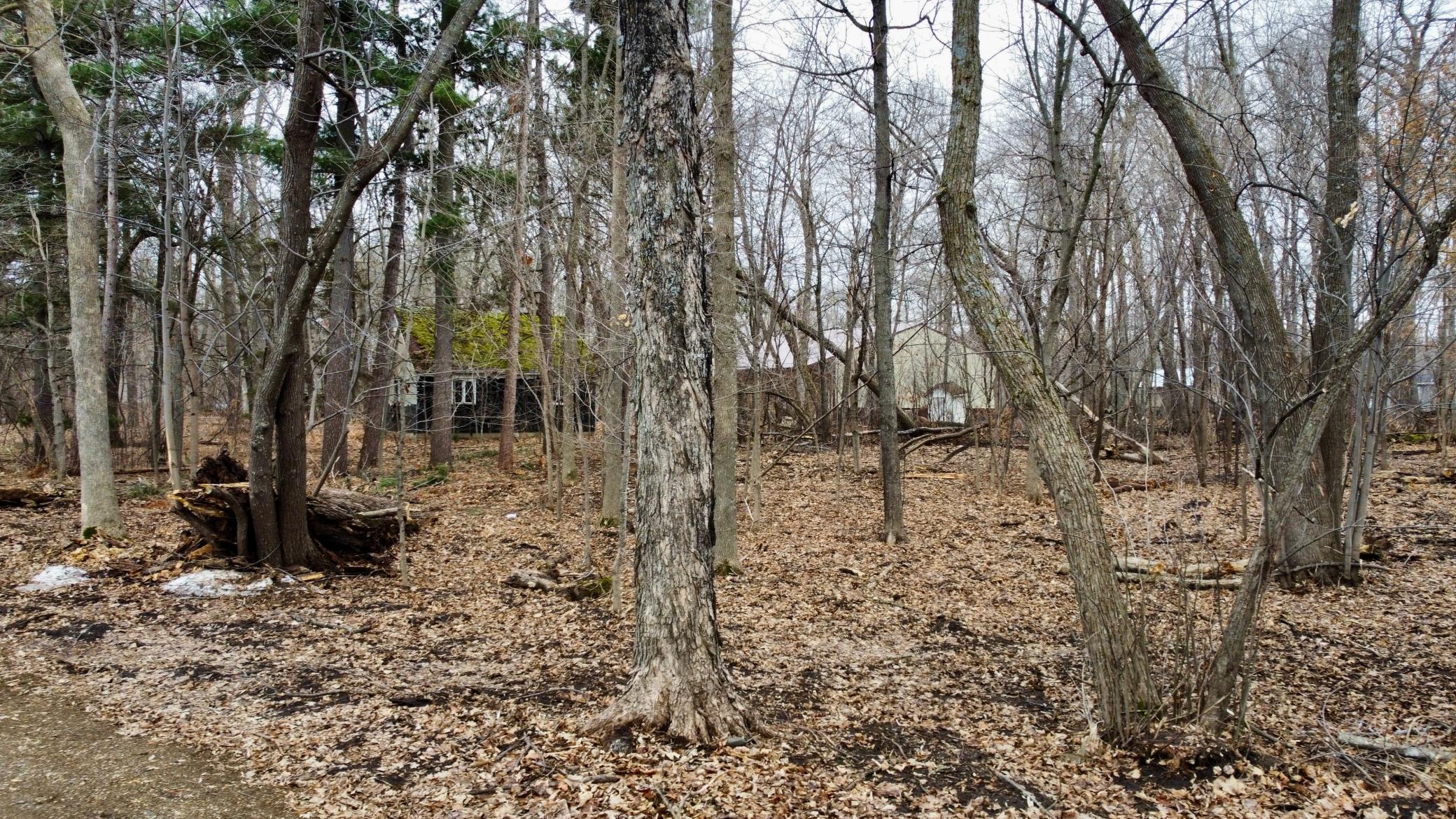 Site Topography 2.jpg