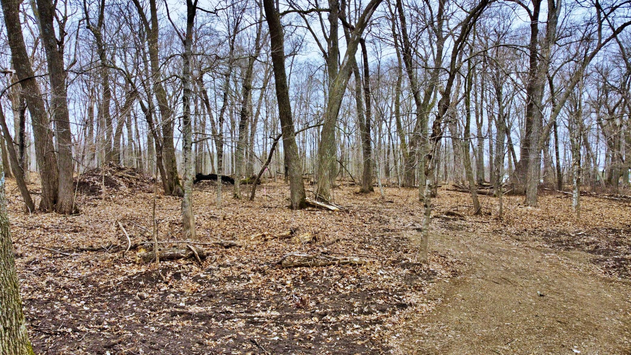 Site Topography 3.jpg