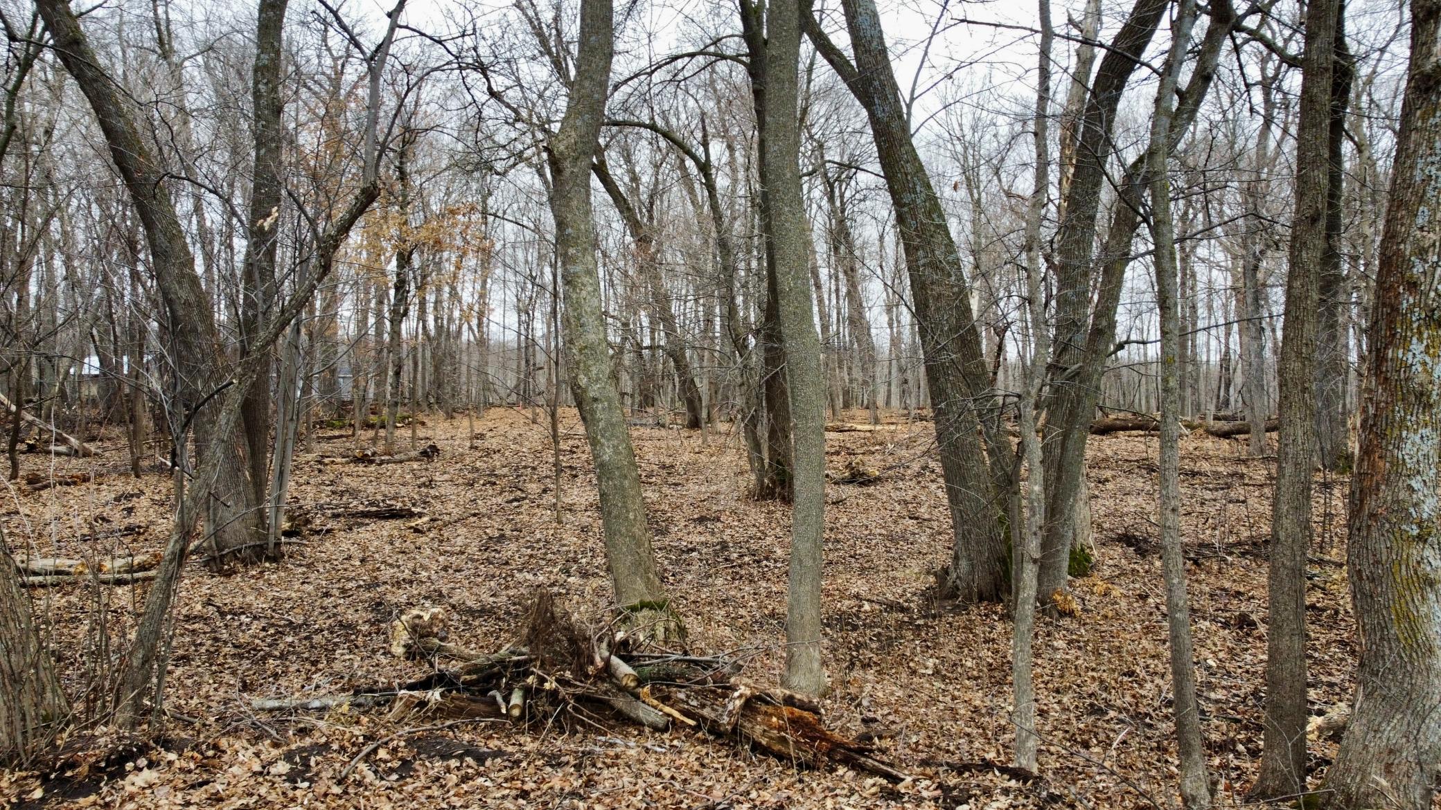 Site topography 1.jpg