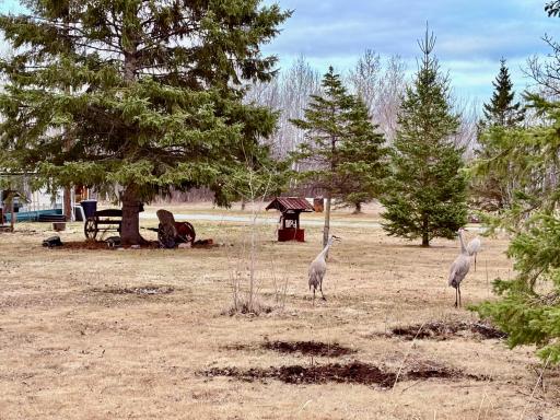 Wildlife galore!