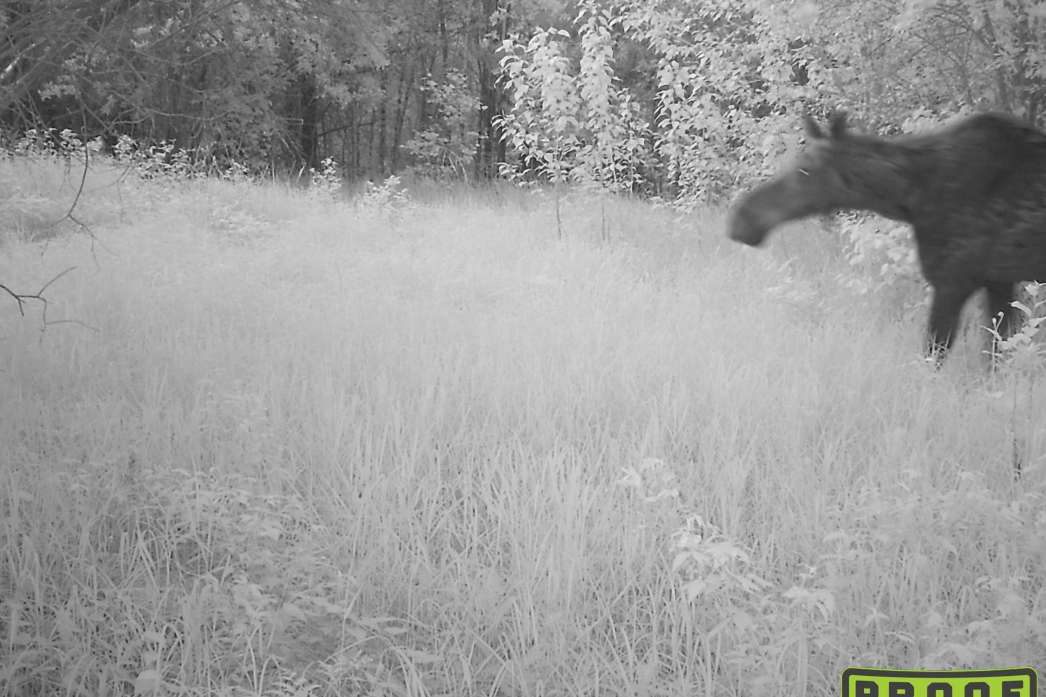 35-Jensen-160-TrailCam-1.JPG