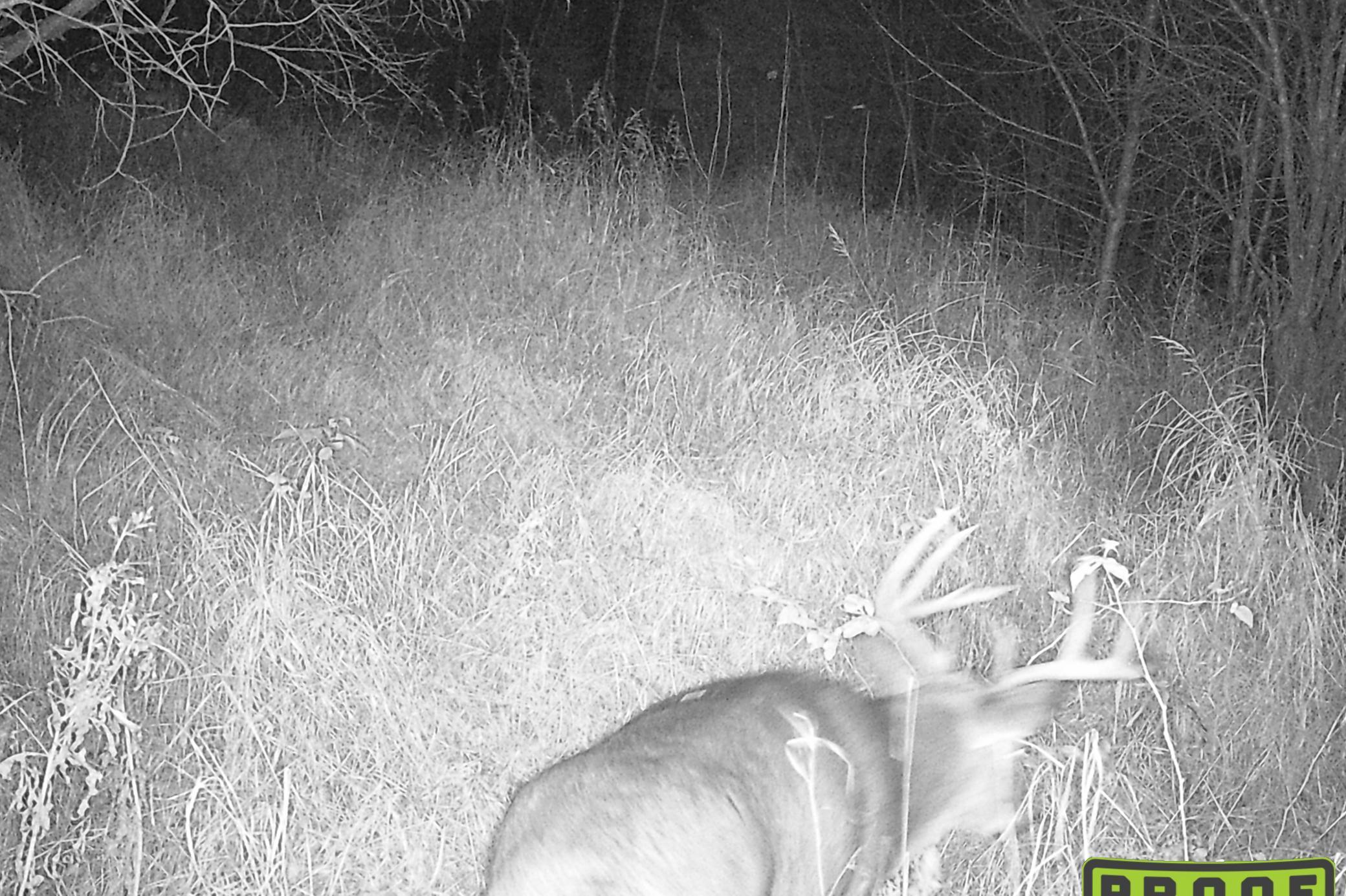 37-Jensen-160-TrailCam-3.JPG