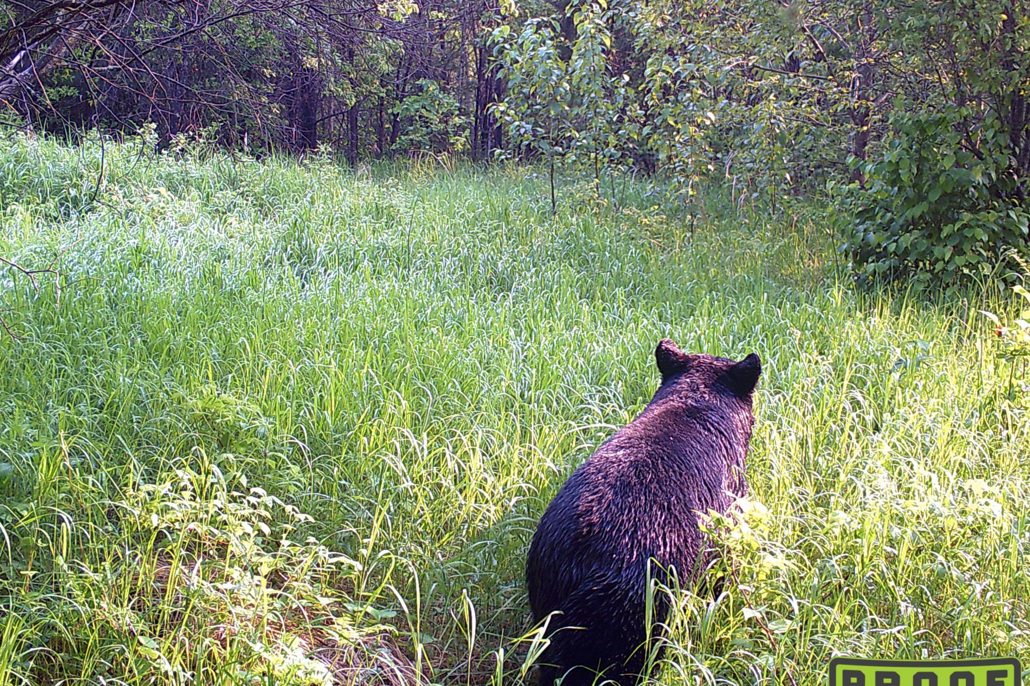 36-Jensen-160-TrailCam-2.JPG
