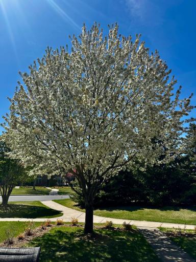 Does this Blaine townhome offer curb appeal and seasonal beauty? Absolutely. Tree-lined paths and blooming landscapes bring color and charm throughout The Lakes of Blaine community.