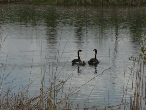 TBD Fortune Creek Trail, Faribault, MN 55021