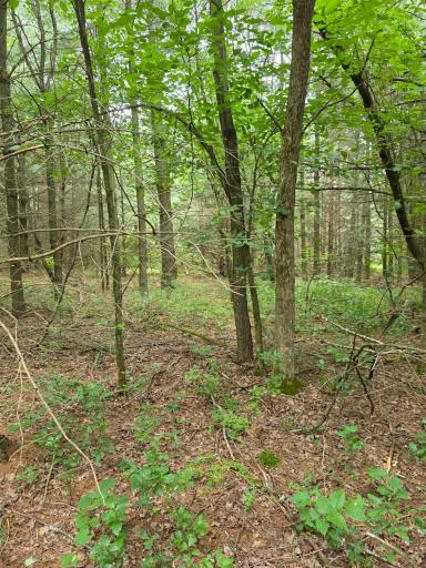 TBD Folsom Street, Shafer, MN 55074