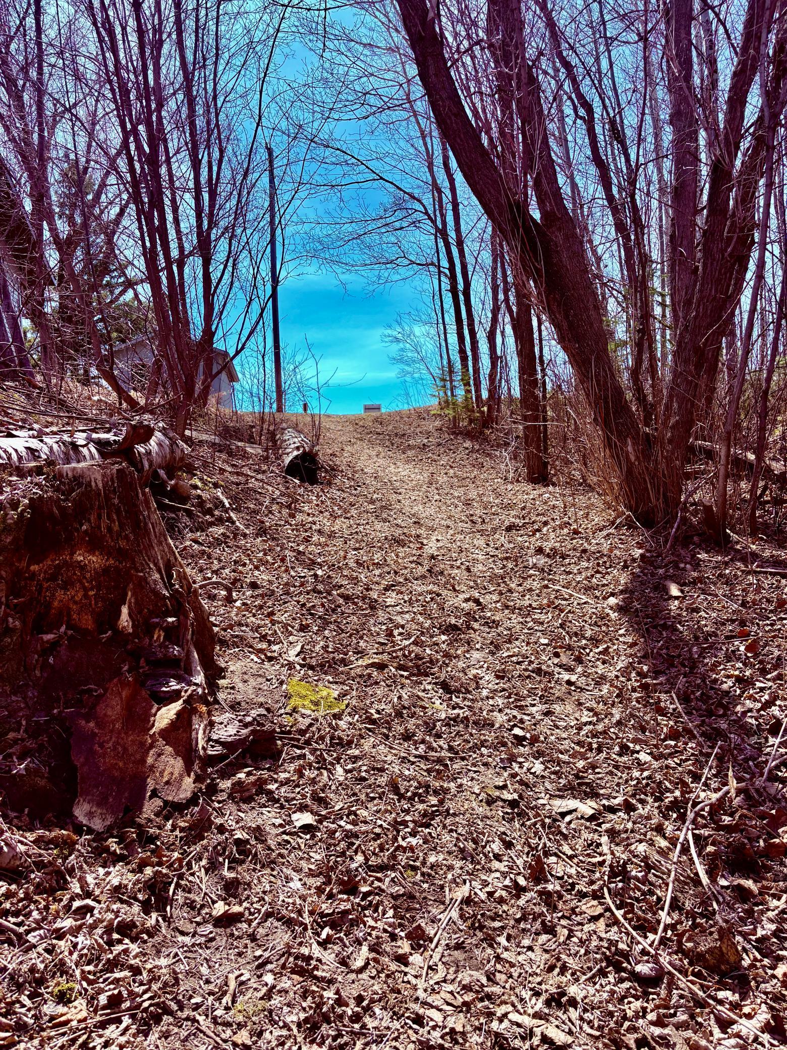 Spring pathway to the River