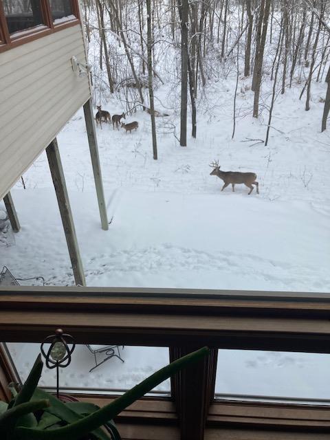 Amazing deer and wildlife share this property and make it their home