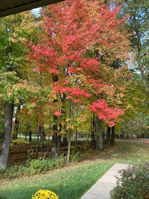 Beautiful trees in the fall surrounding this home