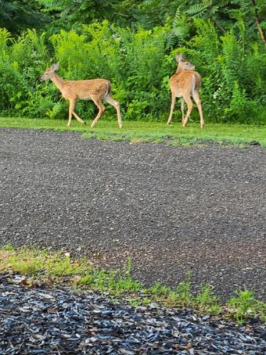 N10301 171st Street, Boyceville, WI 54725