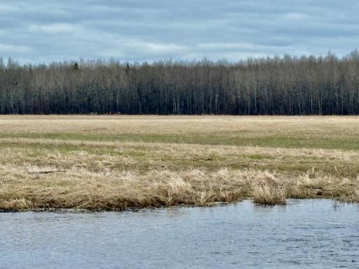Deer way back- property line is past the trees