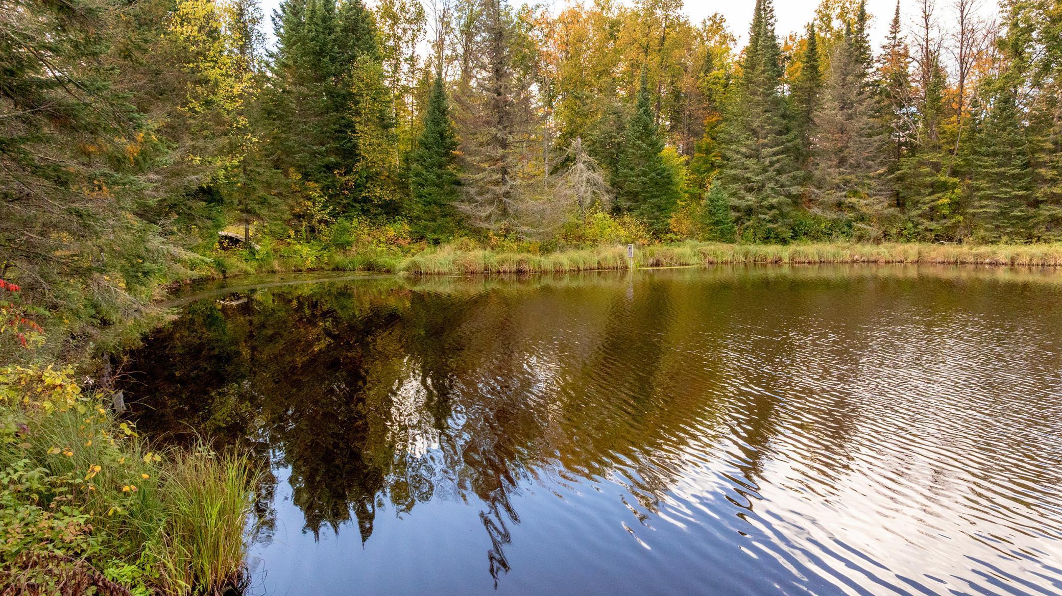 20+ Acres Beaver Pond
