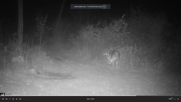 Deer