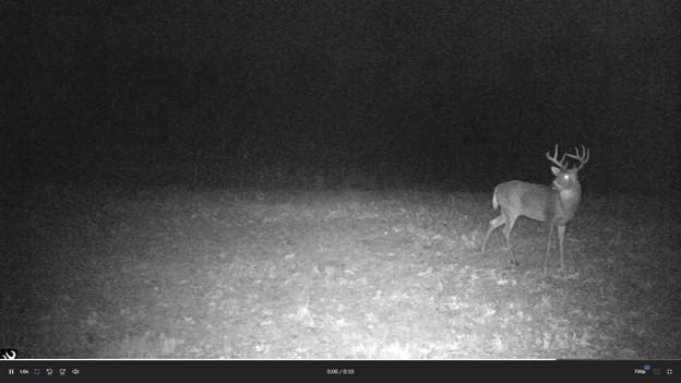 Deer