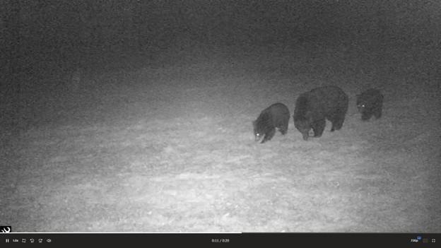 Bear
