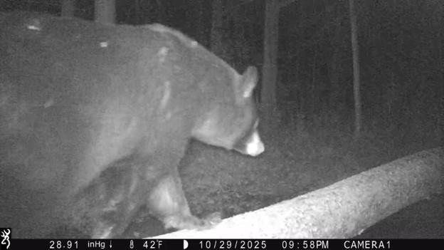 Bear