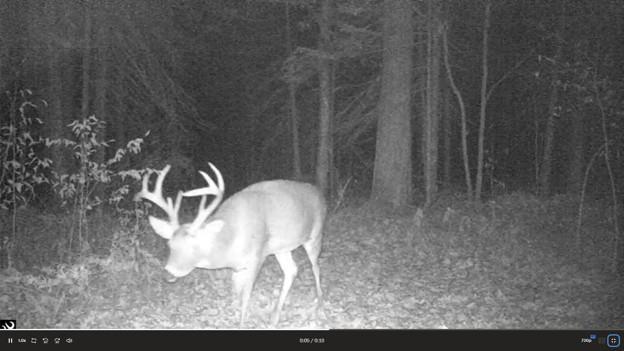 Deer