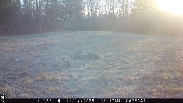 Bobcat