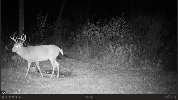 Deer