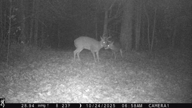 Deer