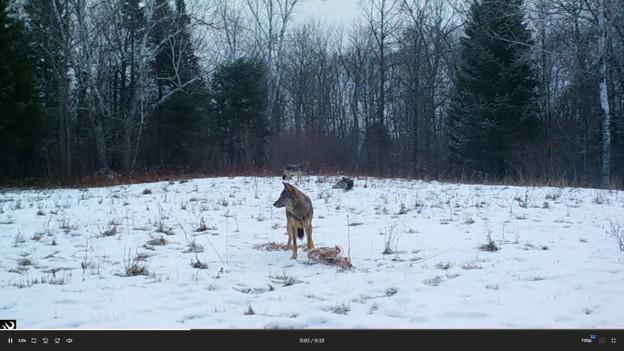 Wolf
