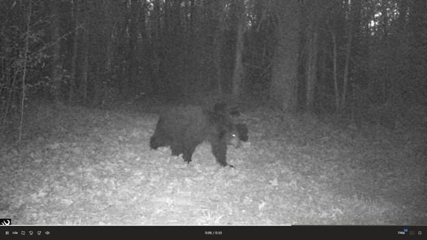 Bear