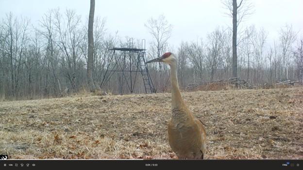 Crane
