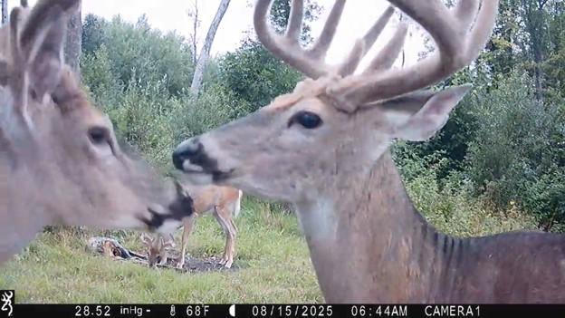 Bucks