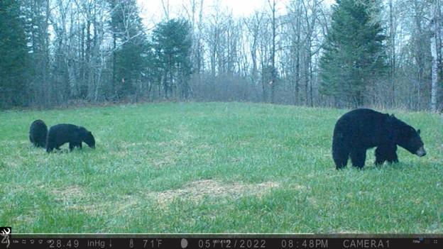 Bear