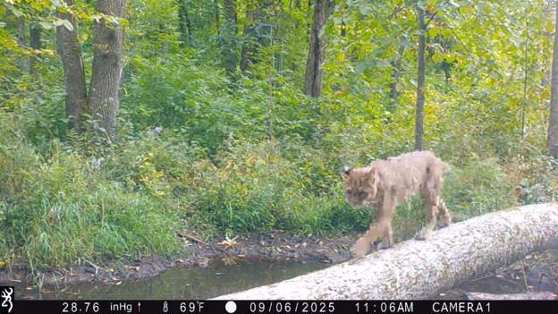 Bobcat