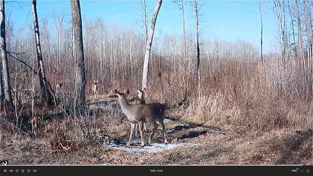 Deer