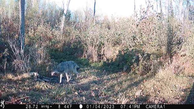 Wolf